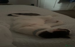 British Shorthair cats for sale: Cat rehome - Advert 2