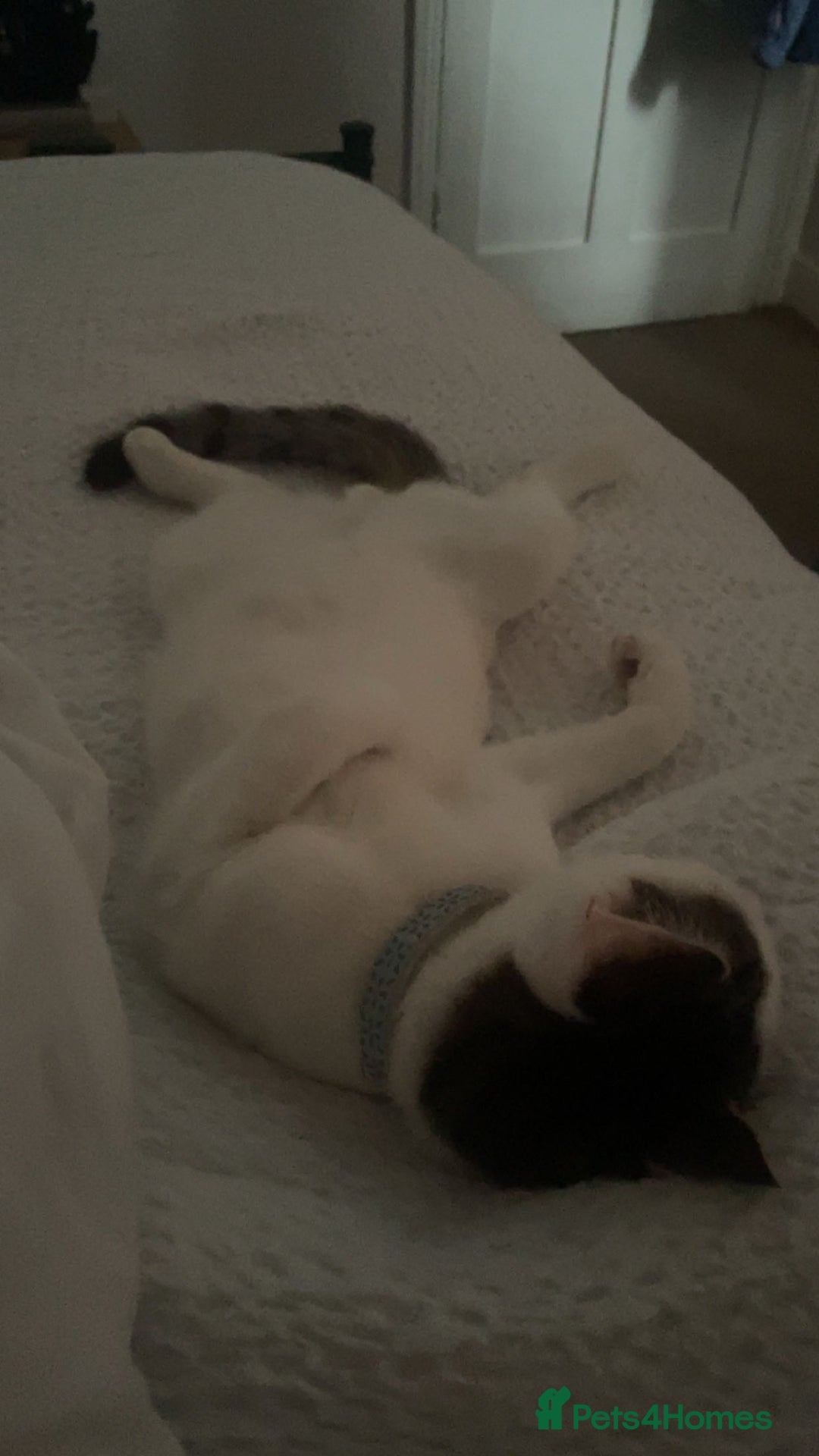 British Shorthair cats for sale: Cat rehome - Advert 2