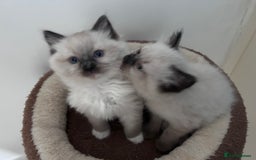 Ragdoll cats for sale: Fluffy and floppy Ragdoll kittens - Image 3