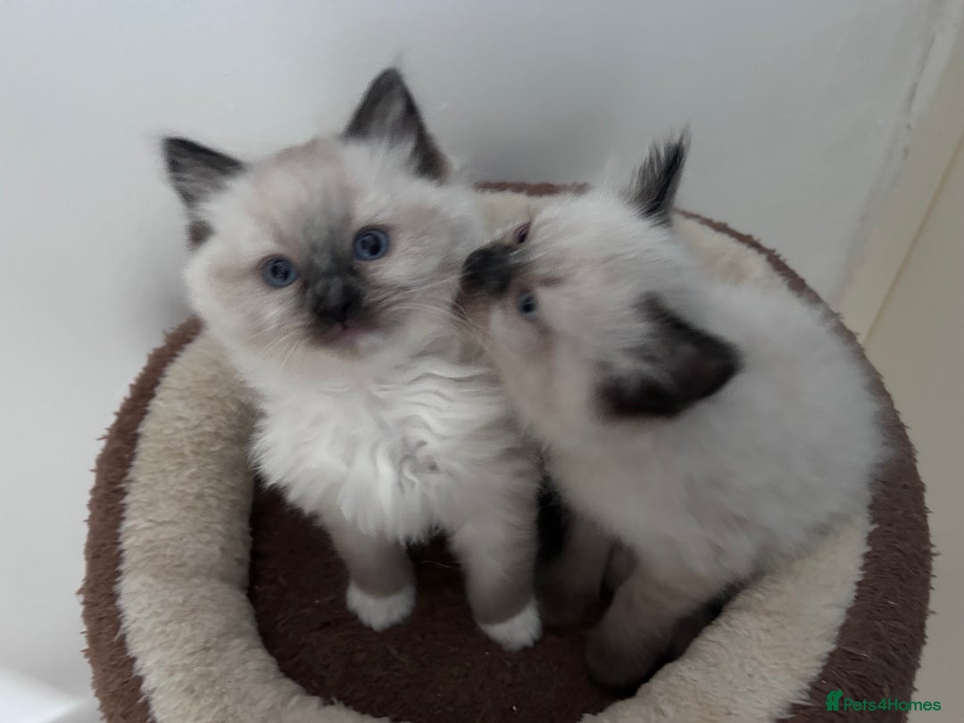 Ragdoll cats for sale: Fluffy and floppy Ragdoll kittens - Image 3