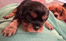 Cavalier King Charles Spaniel dogs for sale: Beautiful Cavalier Puppies - Fully health tested  - Image 15
