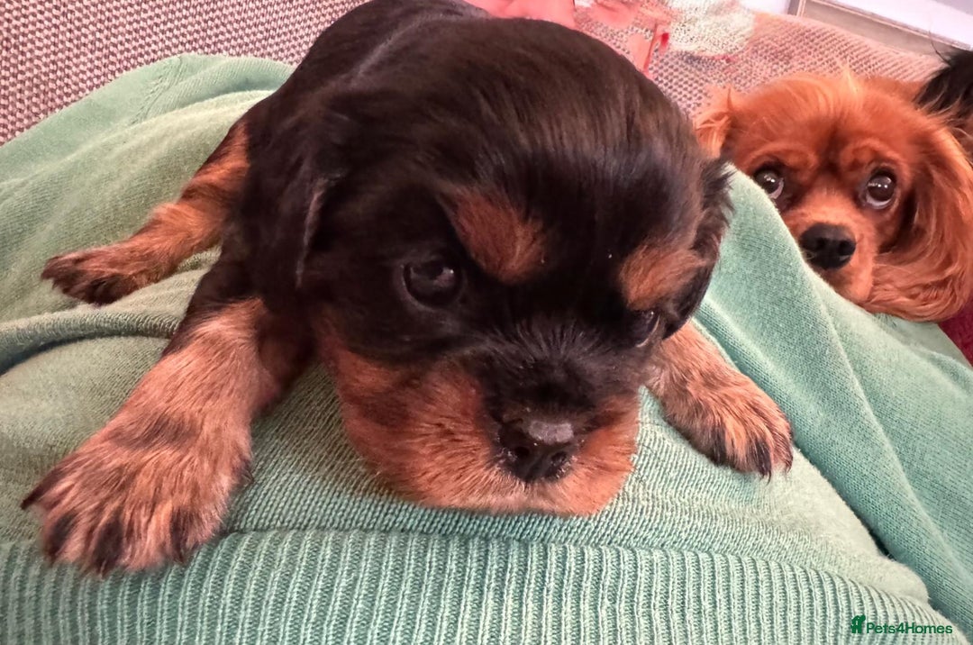 Cavalier King Charles Spaniel dogs for sale: Beautiful Cavalier Puppies - Fully health tested  - Image 15