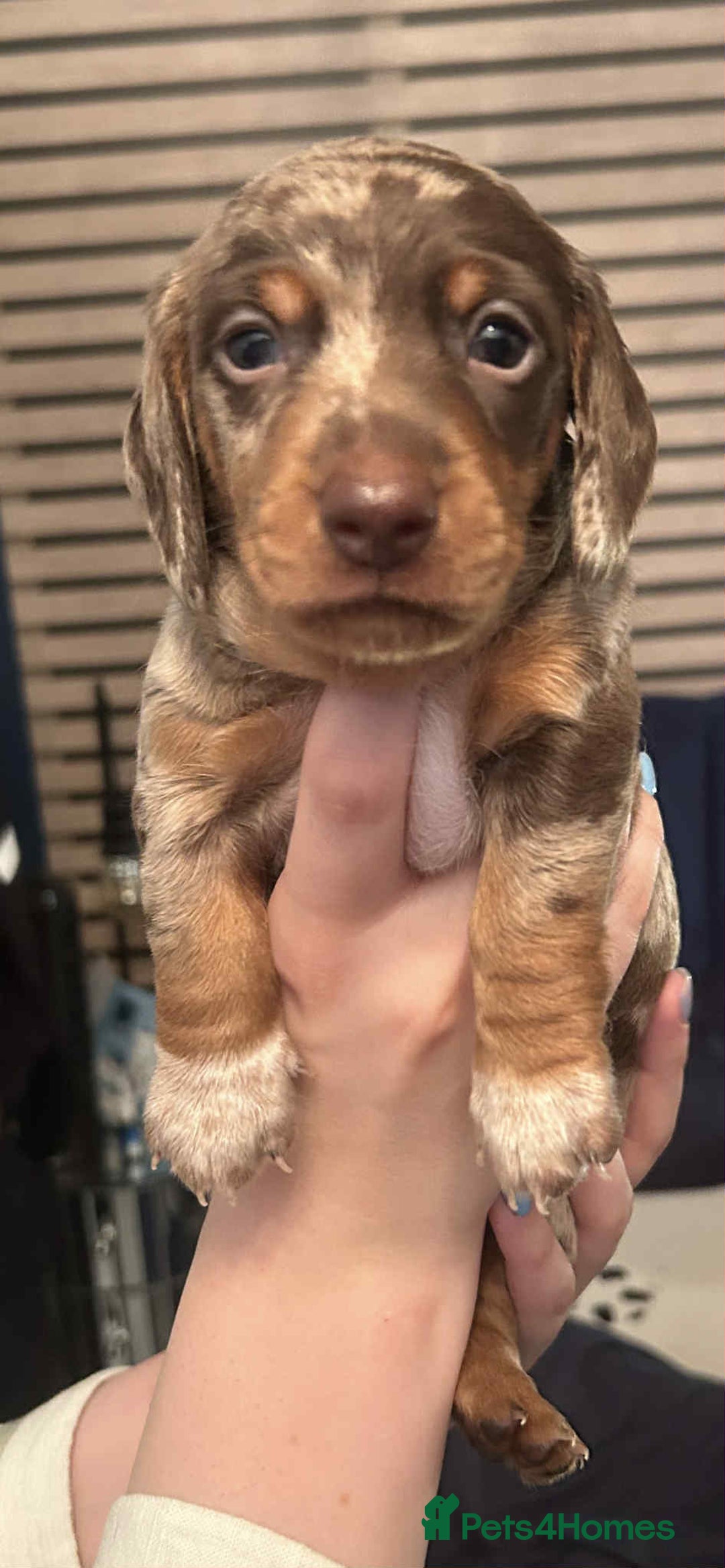 Miniature Dachshund dogs for stud: Black and cream proven gorgeous boy for stud only  - Image 5