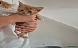 Mixed Breed cats for sale: Beautiful kittens  - Image 15