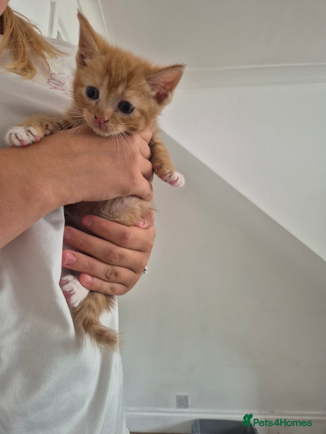 Mixed Breed cats for sale: Beautiful kittens  - Image 15