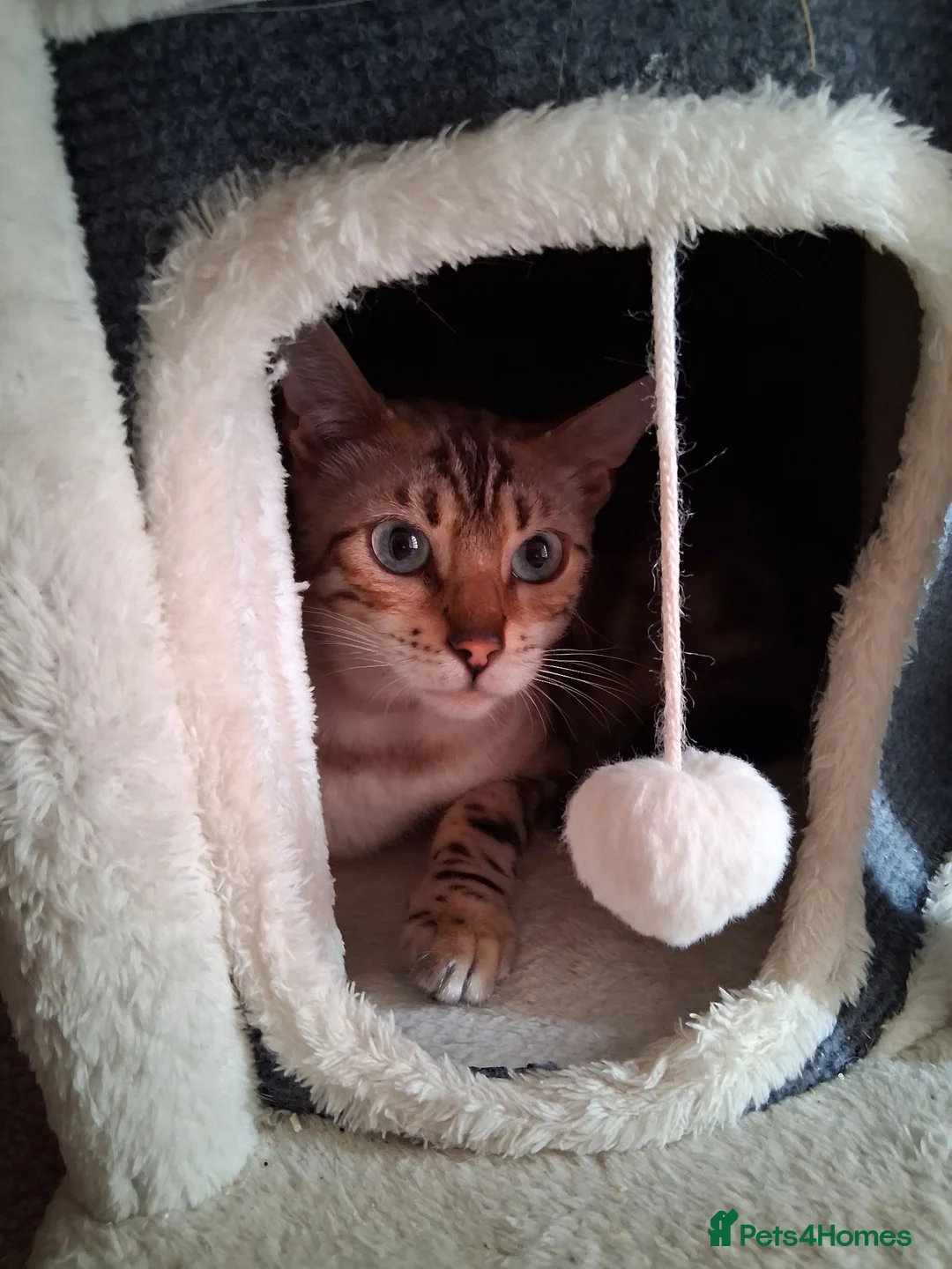 Bengal cats for sale: Tica reg. Bengal Kittens  - Advert 21