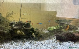 Other/Mixed Breed fish for sale: Tropical Fish Setup + 7 Fish - Image 5