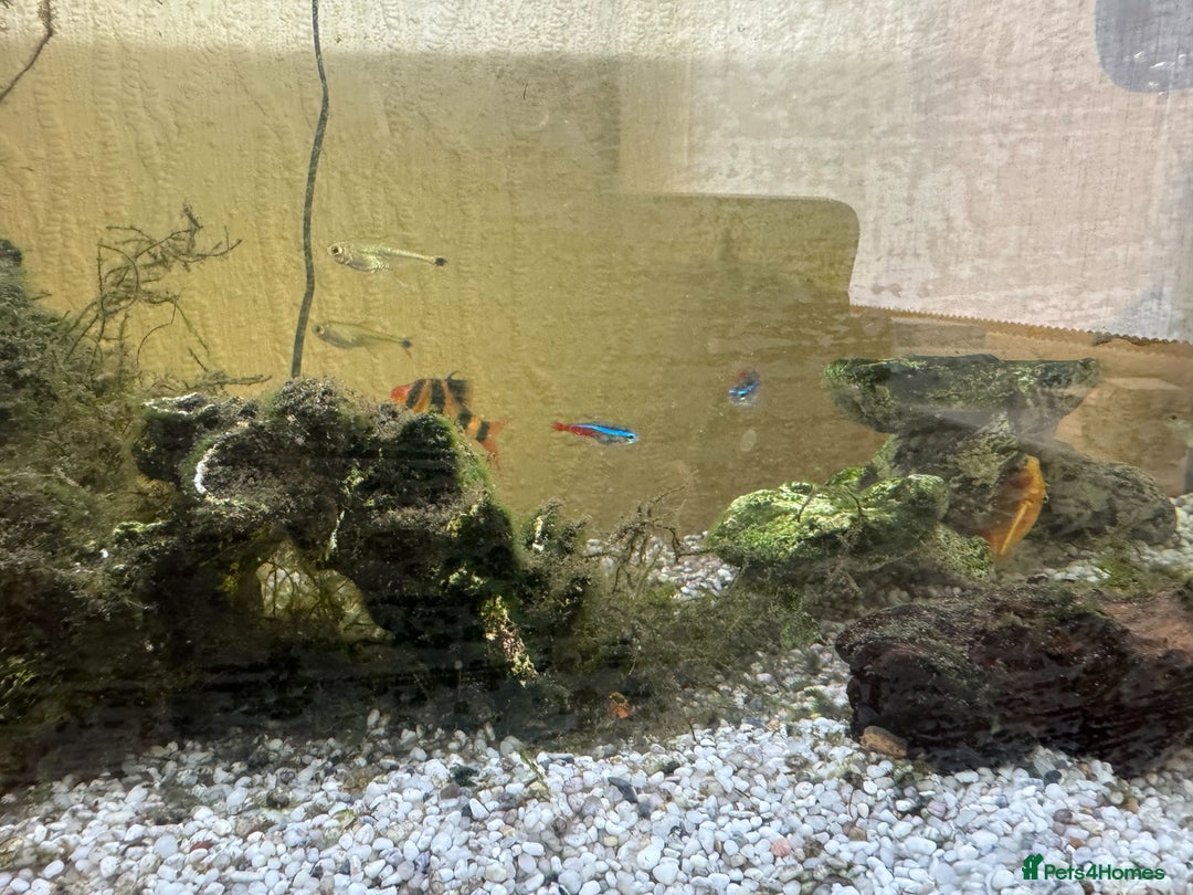 Other/Mixed Breed fish for sale: Tropical Fish Setup + 7 Fish - Image 5