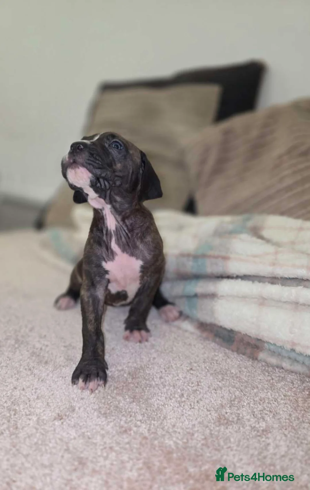 Presa Canario dogs for sale: Dual Purpose Presa Canario Puppies for Homing - Advert 9