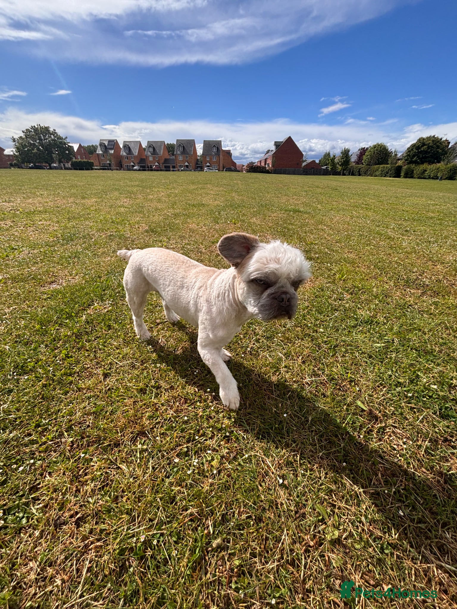 Mixed Breed dogs Cream fluffy Frenchie x - Advert 2