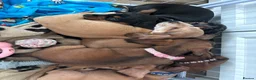 Miniature Dachshund dogs for sale: 3 gorgeous miniature Dachshunds. 🐶 READY TO GO!  - Advert 18