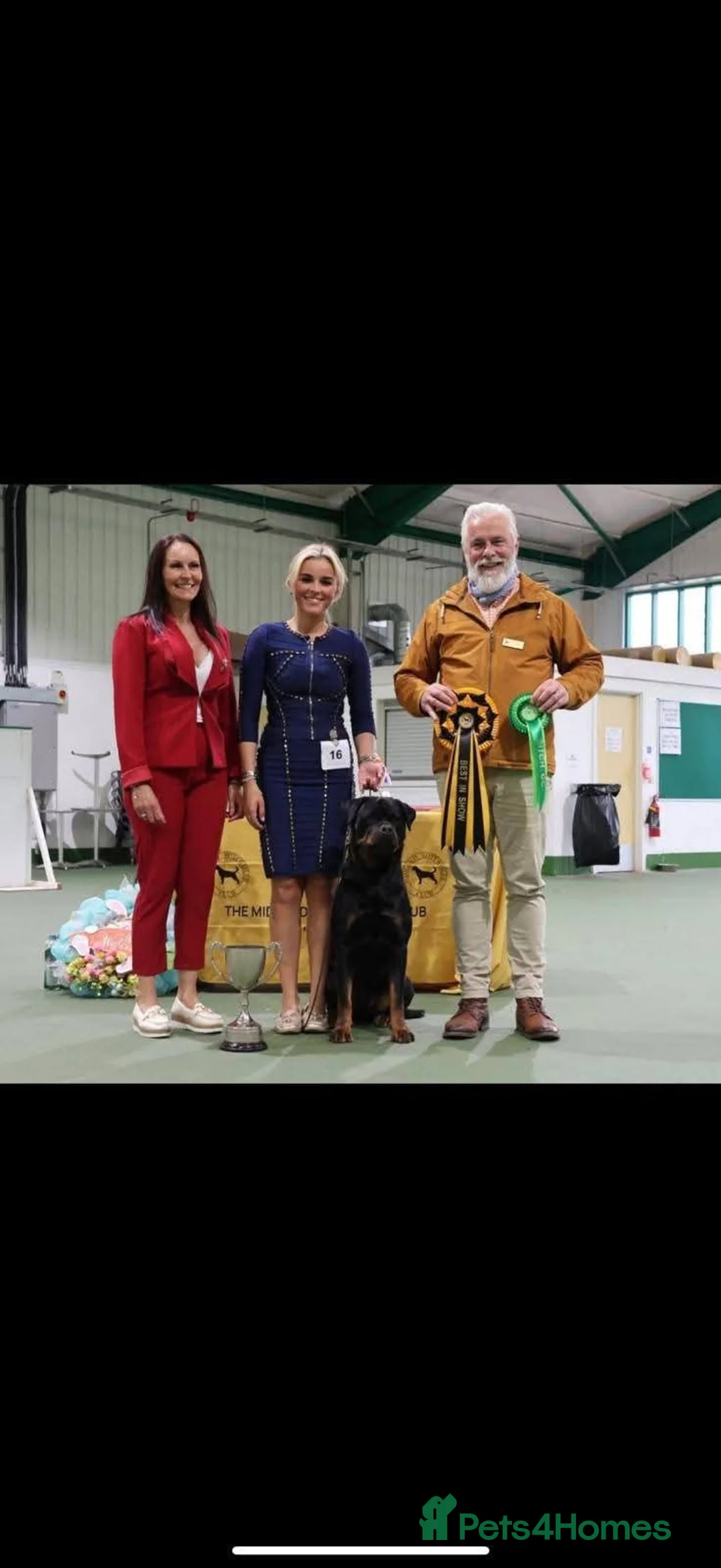 Rottweiler dogs for sale: Excellent Pedigree Dog Puppy - Advert 25