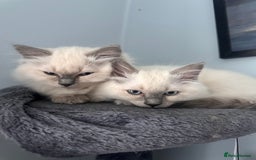 Ragdoll cats for sale: Ragdoll boy READY TO LEAVE  - Image 8