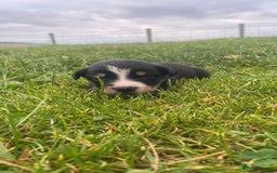 Border Collie dogs for sale: Beautiful litter family reared of collie pups - Image 18