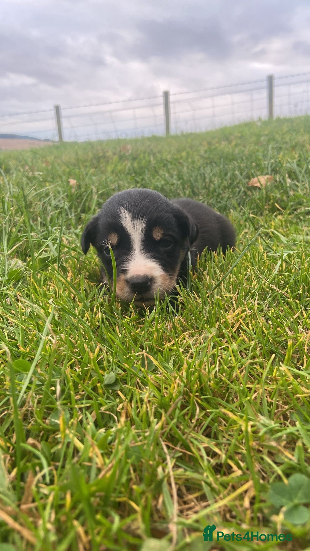 Border Collie dogs for sale: Beautiful litter family reared of collie pups - Image 18