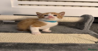 Domestic Shorthair cats - Advert 2