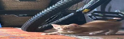 Mixed Breed cats for sale: x4 boy Kittens for sale - Advert 2