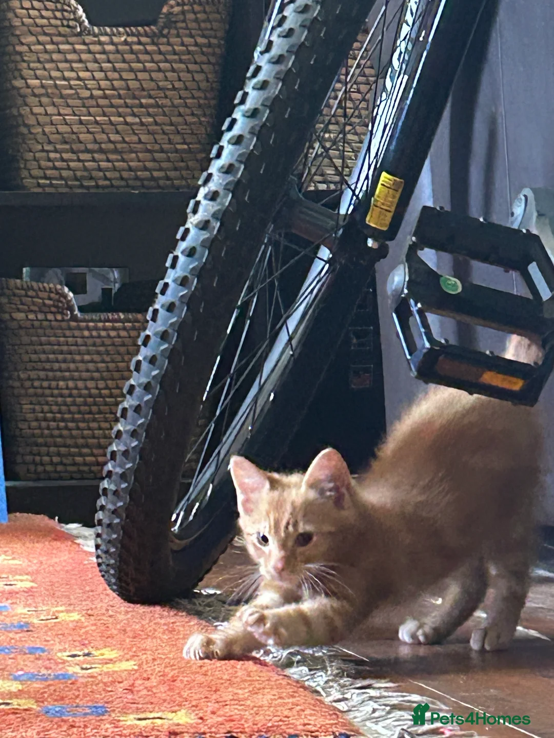 Mixed Breed cats for sale: x4 boy Kittens for sale - Advert 2