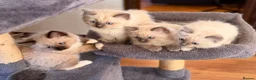 Ragdoll cats for sale: 🐾 Ragdoll Kittens 🐾 - Advert 33
