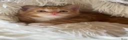 Mixed Breed cats for sale: Adorable Ginger Kitten Ready For A New Home🏡 - Advert 8