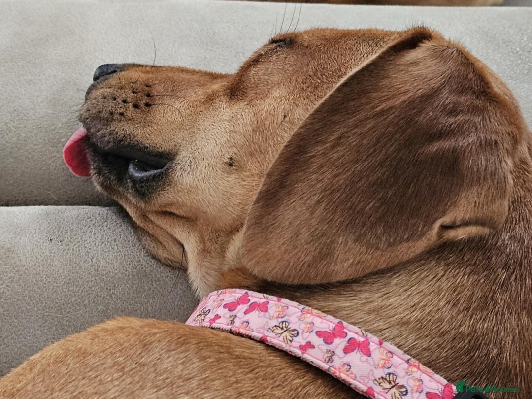 Mixed Breed dogs for adoption: RUBY - 8 months old, Female, Vizla Mix - Image 5