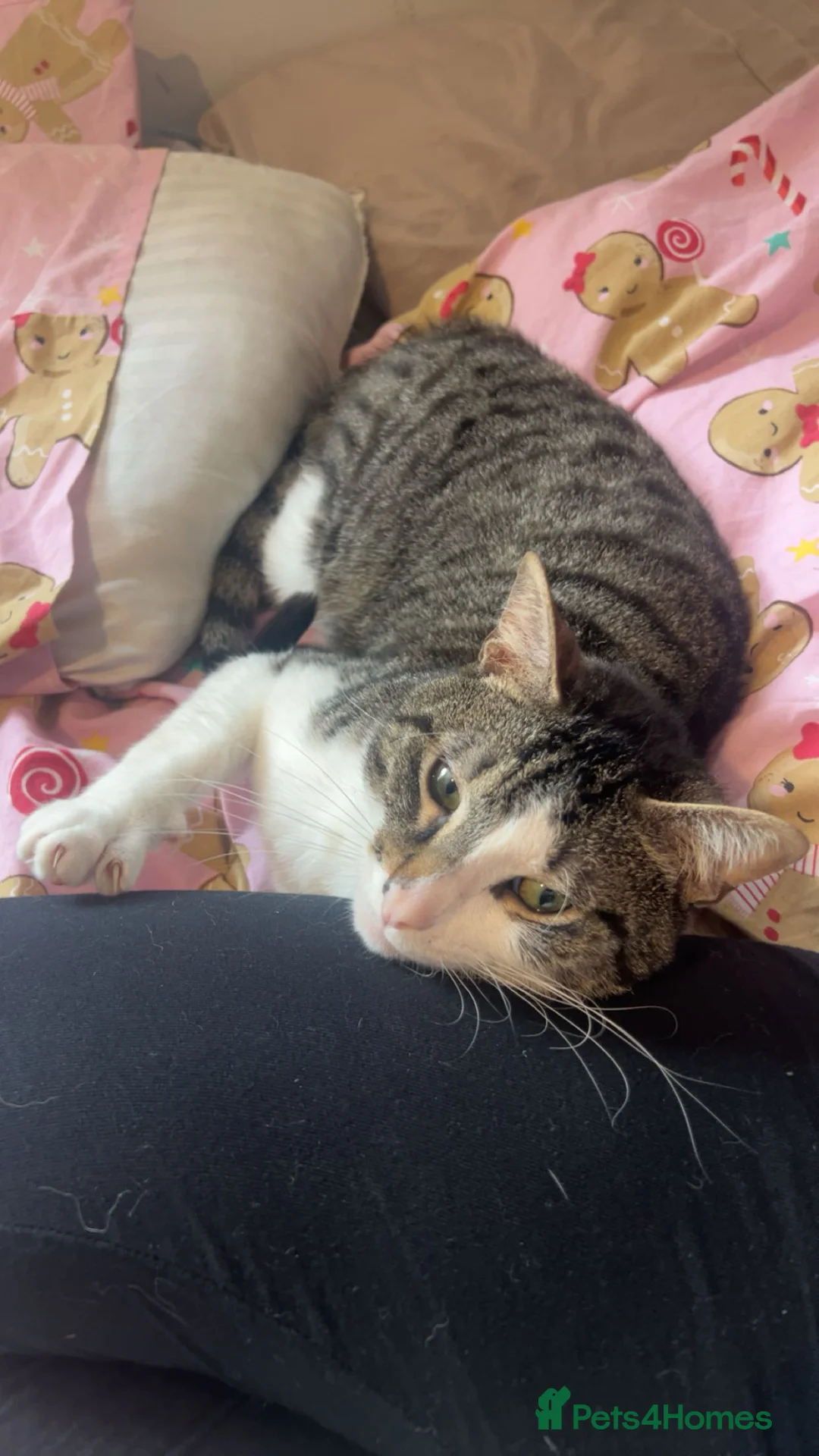 Mixed Breed cats for sale: 2 cats. Mini & Bluey  - Advert 3