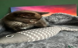 American Shorthair cats for sale: BEAUTIFUL AMERICAN SHORTHAIR 🐈‍⬛ ALL INCLUSIVE 🤩 - Image 2