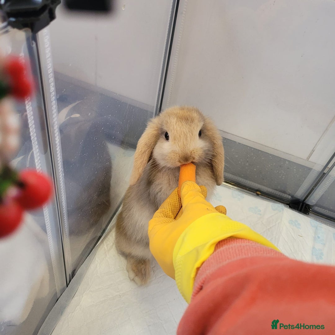 Mini Lop rabbits for sale: Mini lop rabbit - Image 4