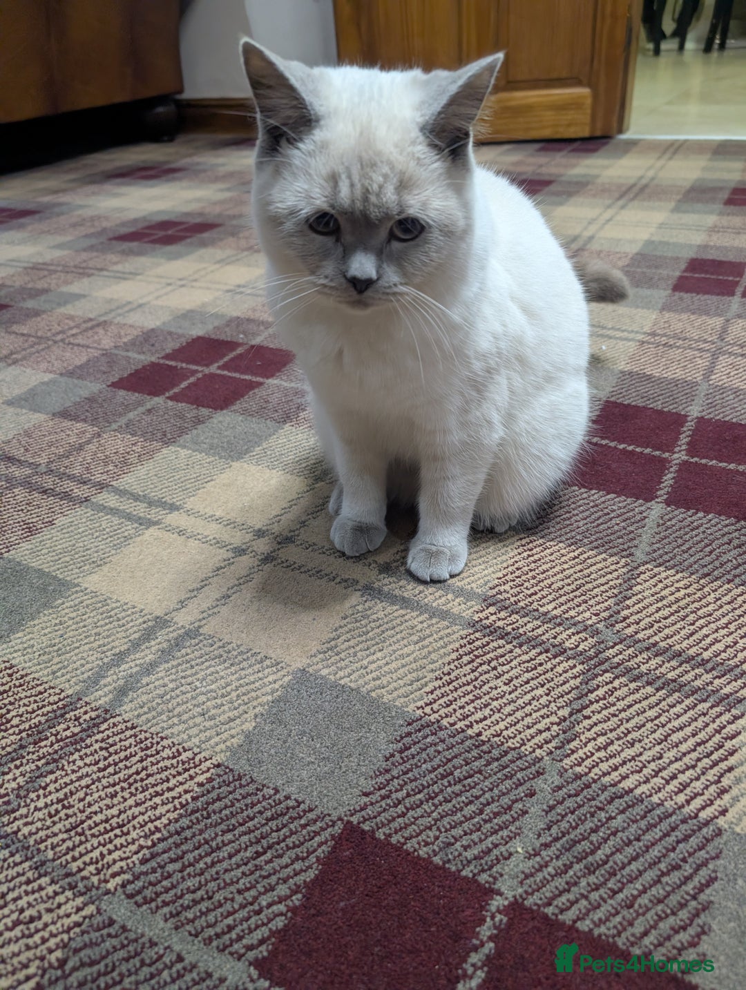 British Shorthair cats for sale: Male British shorthair white 10 months - Advert 3