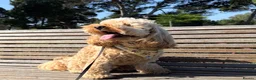 Mixed Breed dogs for sale: Henry in London - Advert 4
