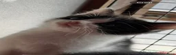 Mixed Breed cats for sale: Beautiful Kittens  - Advert 18