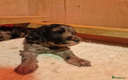Goldendoodle dogs for sale: Gorgeous mini F1 goldendoodles - Image 18