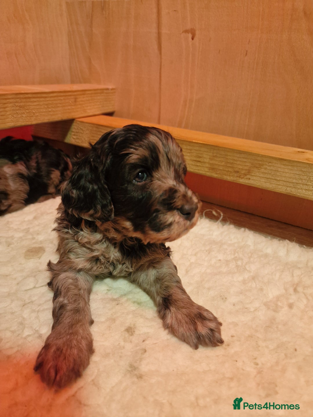 Goldendoodle dogs for sale: Gorgeous mini F1 goldendoodles - Image 18