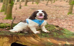 Cocker Spaniel dogs for sale: KC show cocker spaniel girl  - Image 5