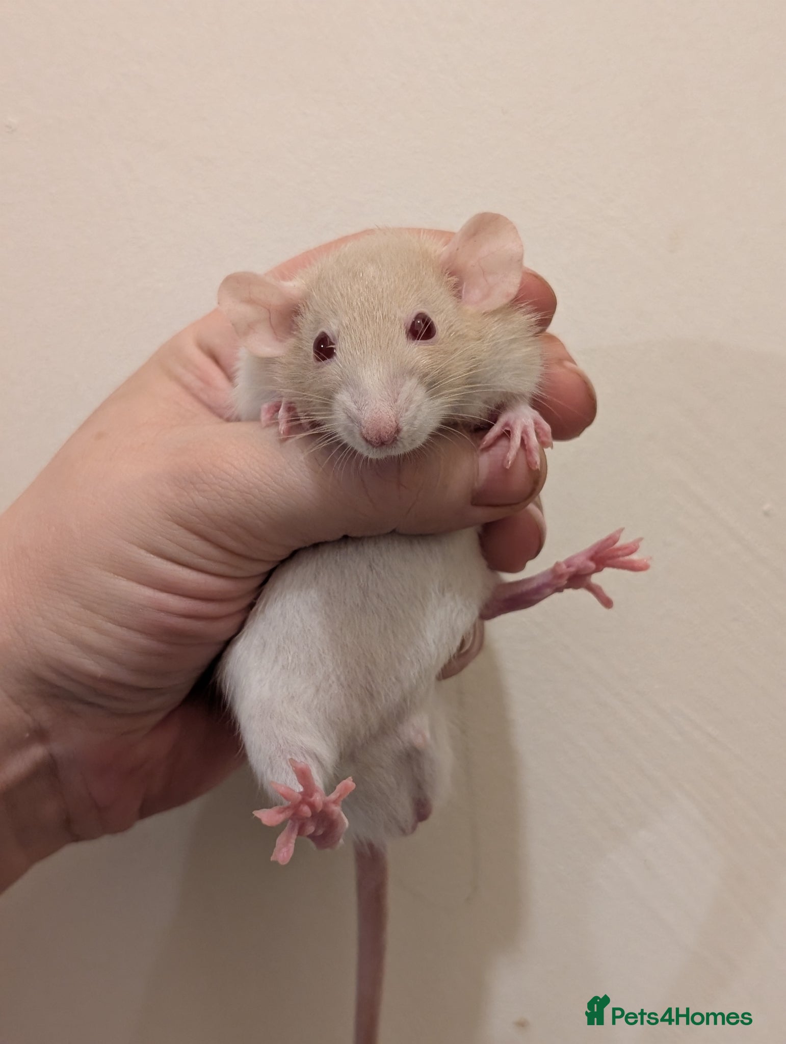 Rat rodents True dwarf rats  - Advert 10