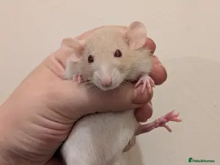 Rat rodents True dwarf rats - Advert 10