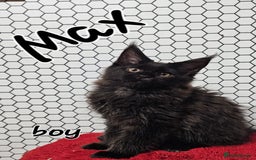 Maine Coon cats for sale: Pure breed Maine Coons Kittens  - Image 15