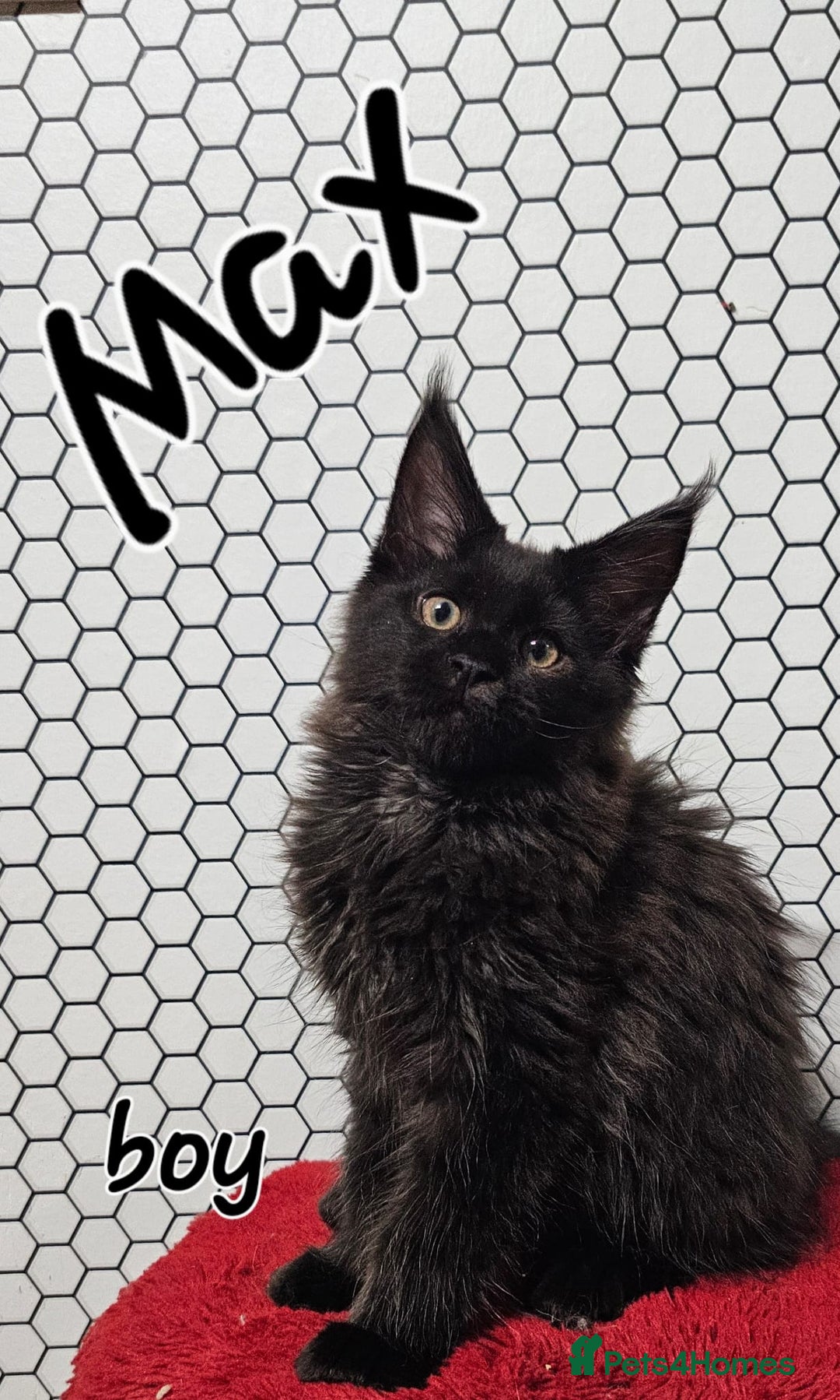 Maine Coon cats for sale: Pure breed Maine Coons Kittens  - Image 15