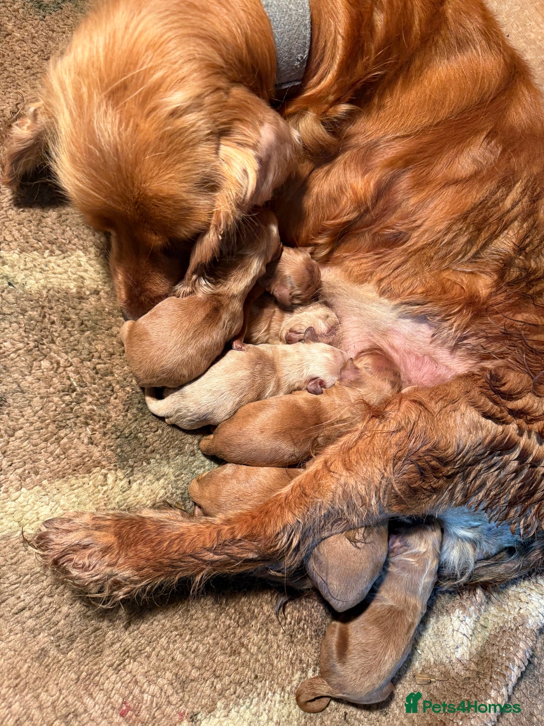 Cockapoo dogs for sale: 6 F1 cockapoo puppies 💕💙 - Image 10