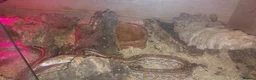 Corn Snake reptiles for sale: 5 year old Cornsnake with full settup - Advert 4
