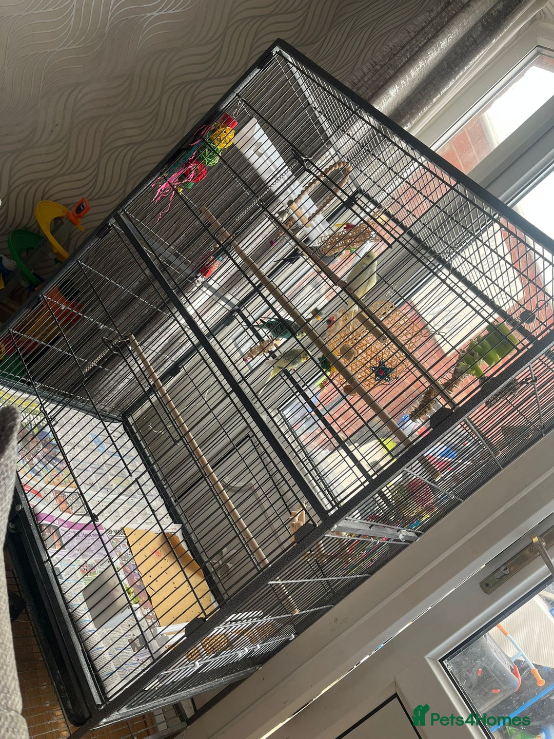 Budgerigars birds for sale: Budgies for sale  - Image 1