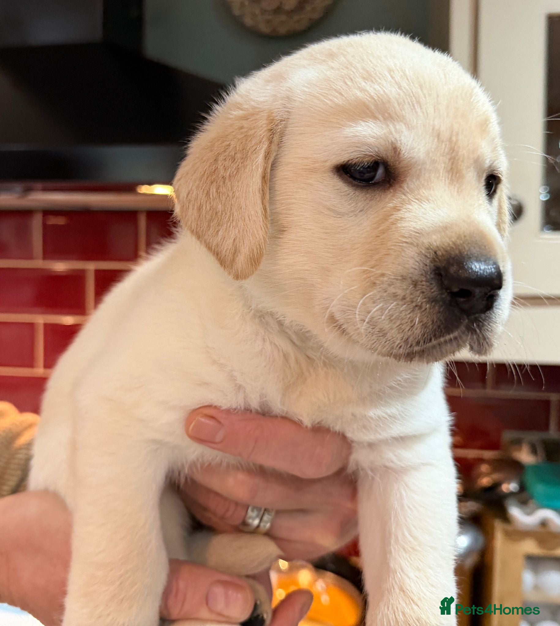 Labrador Retriever dogs AVAILABLE NOW 2 male KC registered Labrador pups - Advert 5