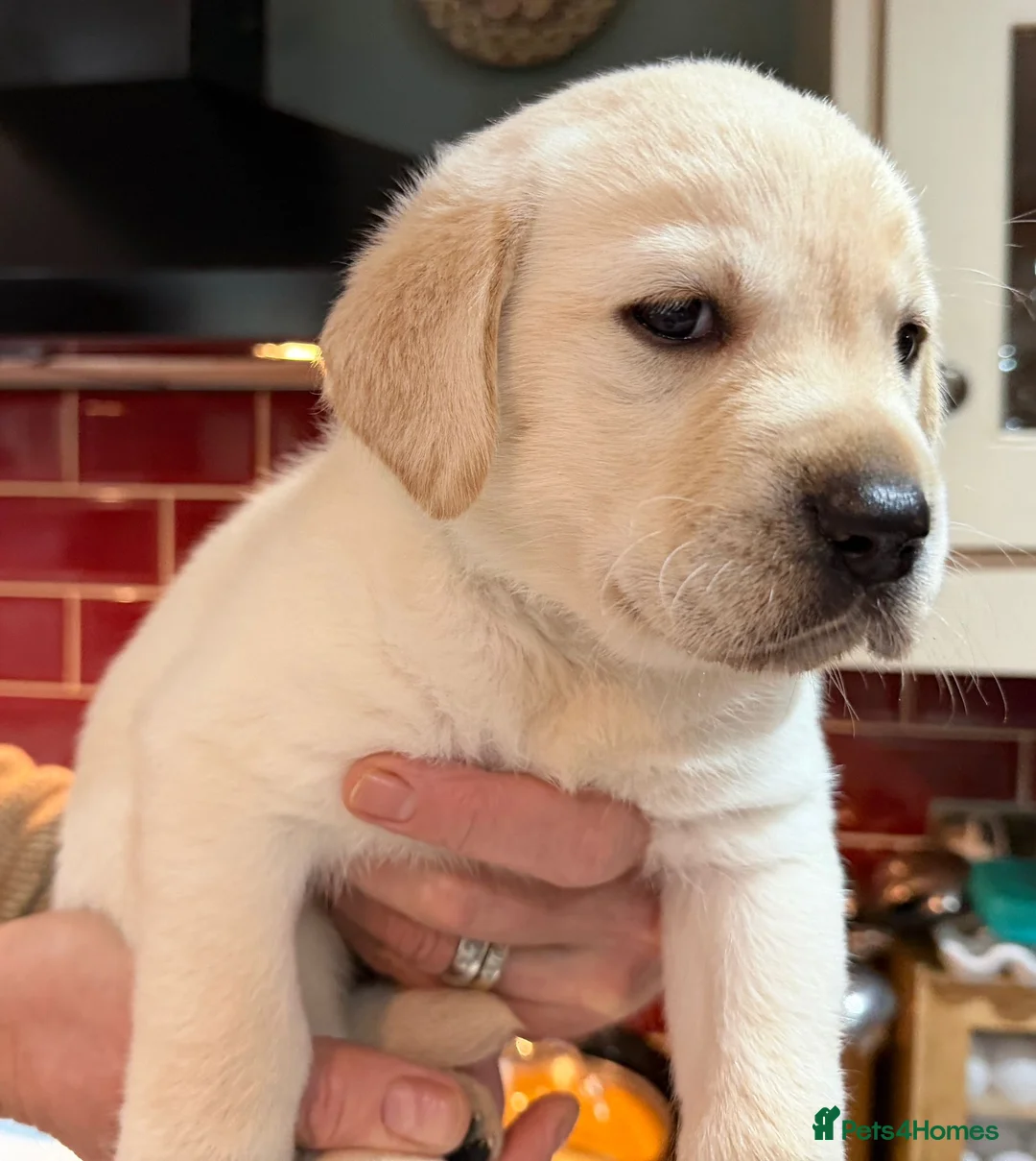 Labrador Retriever dogs for sale: AVAILABLE NOW 2 male KC registered Labrador pups in Colchester - Advert 1