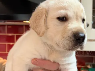 Labrador Retriever dogs AVAILABLE NOW 2 male KC registered Labrador pups - Advert 1