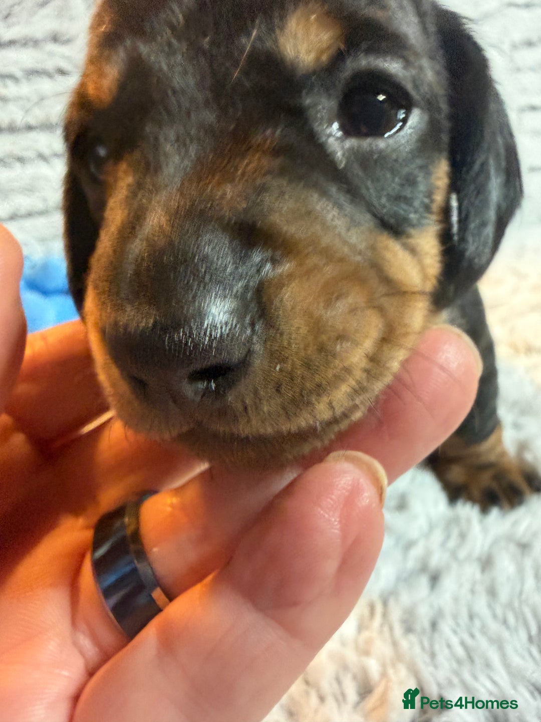 Dachshund dogs for sale: 6 Absolutely stunning dachshund  puppies for sale - Advert 36