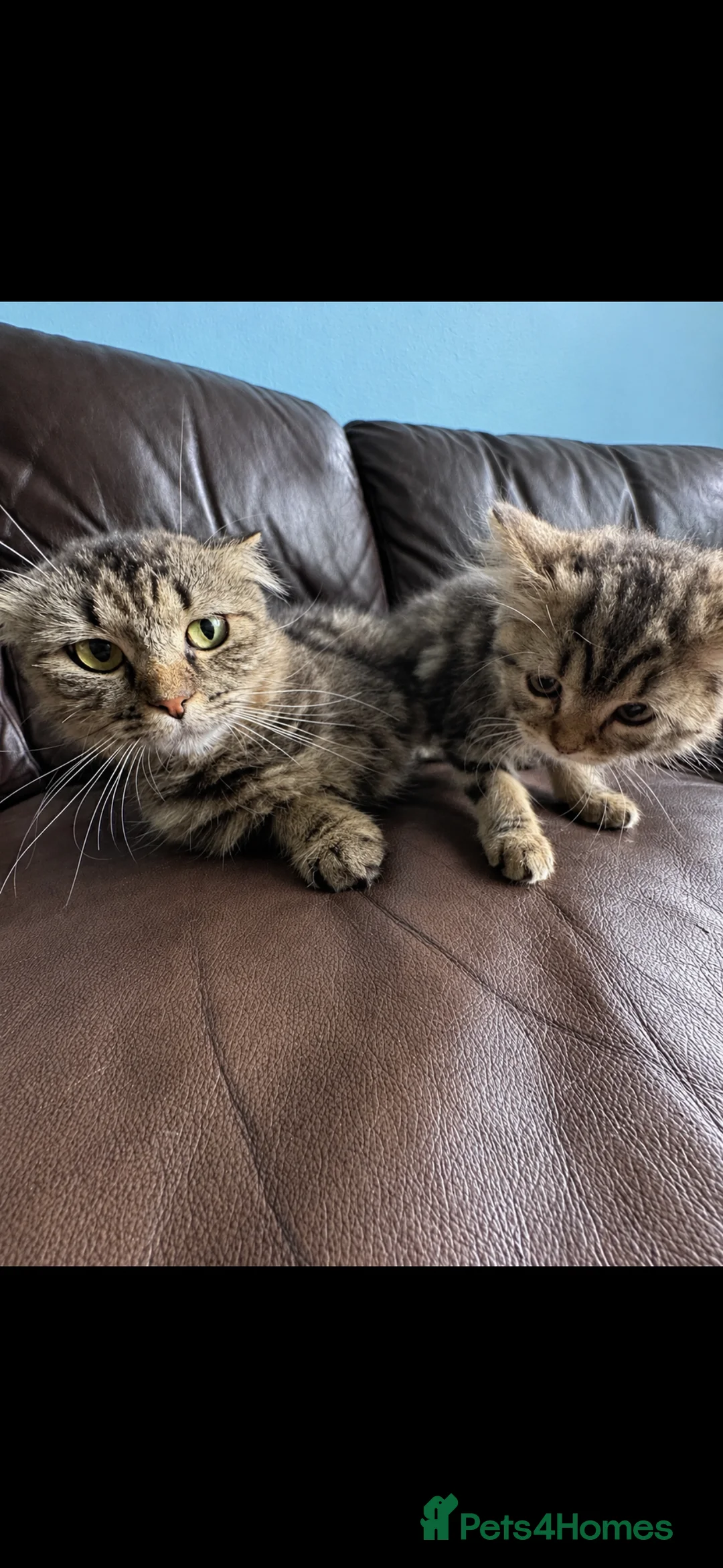 Scottish Fold cats for sale: Scottish fold cats - Advert 2
