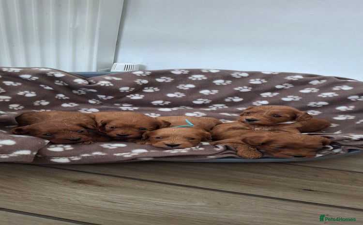 Cavapoo dogs - Advert 1