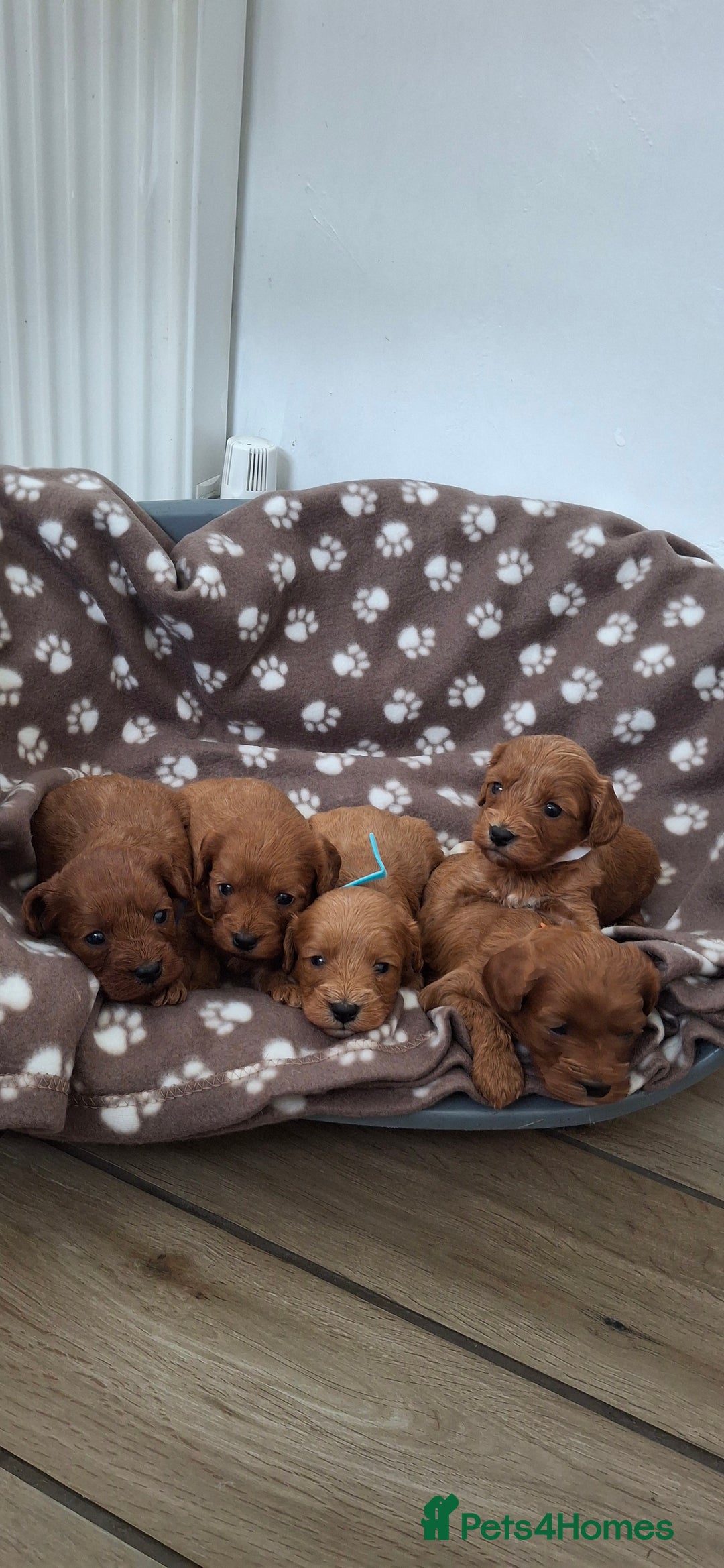 Cavapoo dogs for sale: Red cacapoos - Image 1