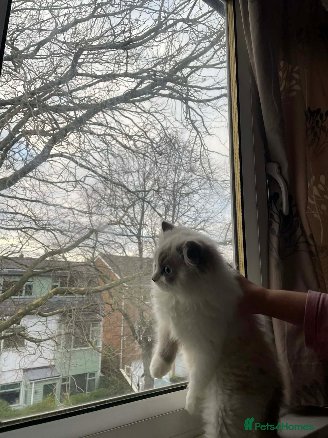 Ragdoll cats for sale: Ragdoll kitten for sale - Advert 3