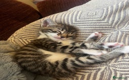 Bengal cats for sale: Only 1 little girl left. Needs her forever home xx in Oswestry - Image 15